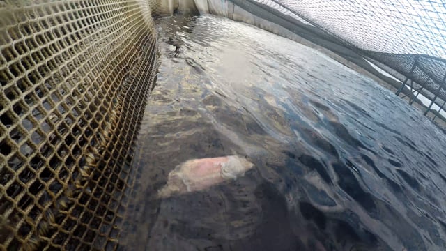 Salmon farmed in floating sea cage