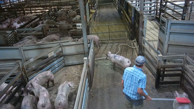 Hidden camera - Pig pens