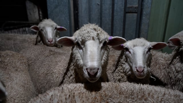 Animals in holding pens
