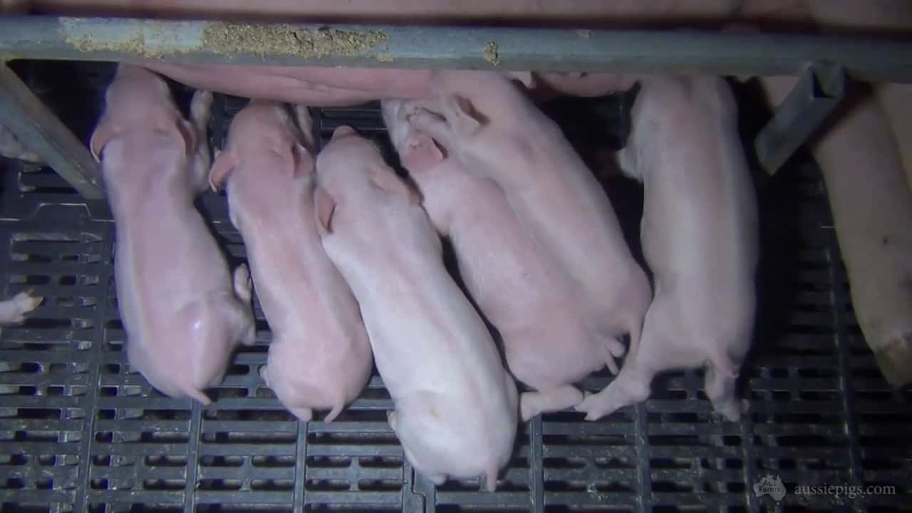 Shea-Oak Piggery, Shea-Oak Log SA, early 2014