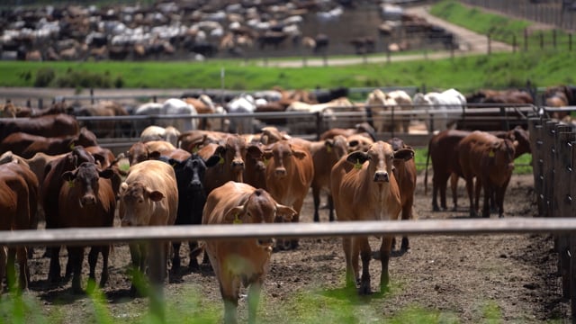 Pakaderinga cow Feedlot