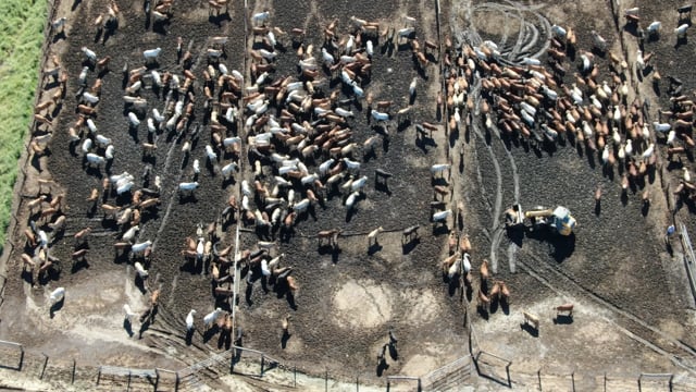 Dead cow at Waterfall Feedlot