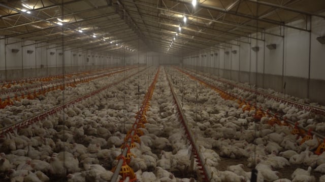 Broiler (meat) chicken farm compilation