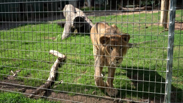 Darling Downs Zoo - 'Wildlife'