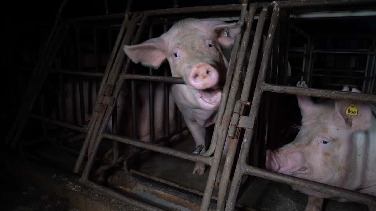 Markanda Piggery, Victoria