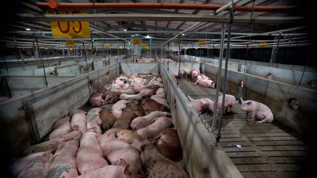 Pigs in holding pens