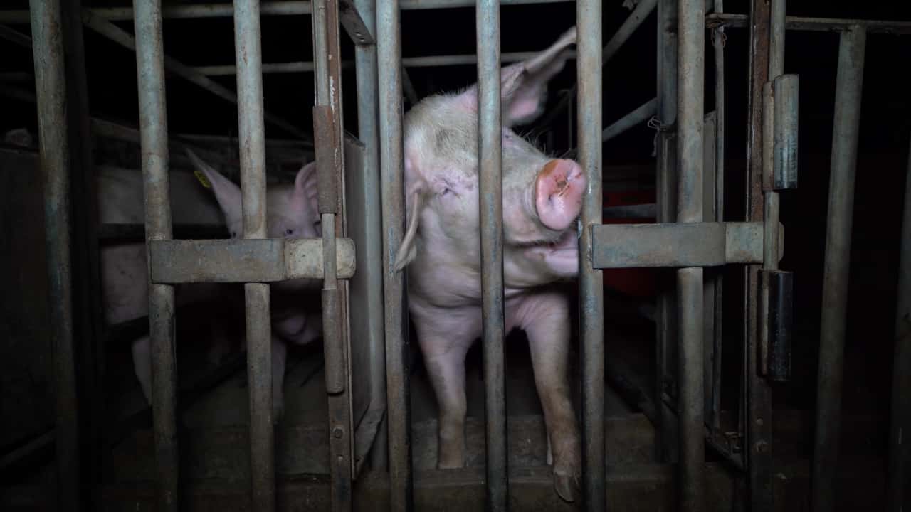 Sunpork's Gowanbrae Piggery, Victoria