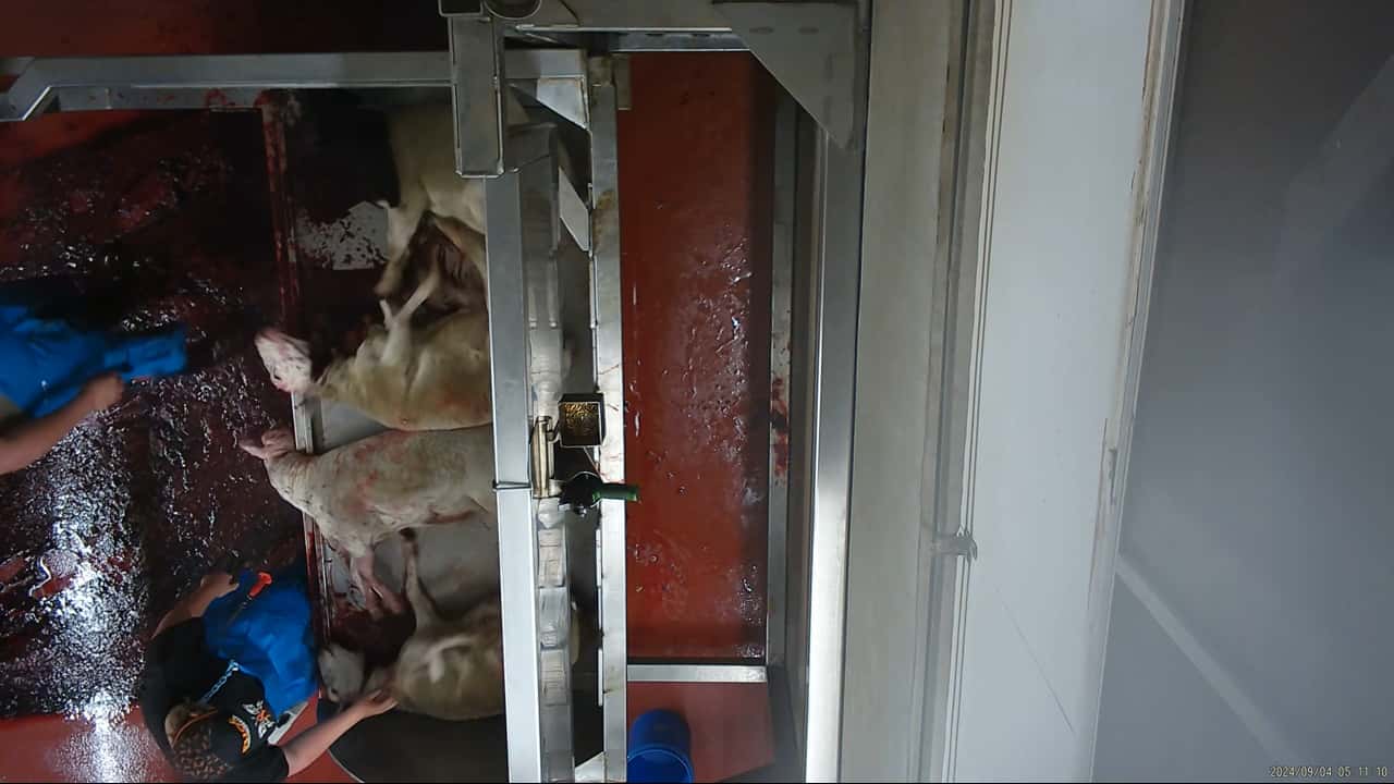 Cruelty complaint - incident examples