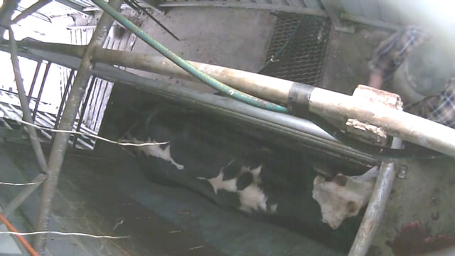 Dairy cow slaughter - Gretna abattoir TAS 2016