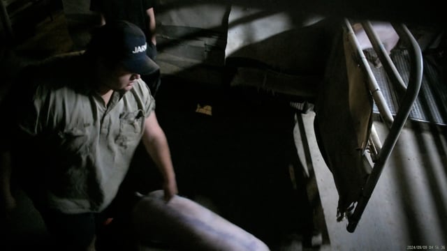 Hidden camera: pig pre-race pen