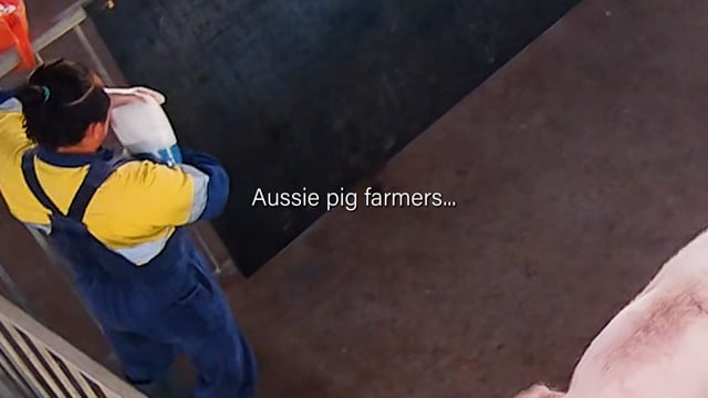 Legal bestiality on a Victorian pig farm
