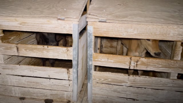 TH overview rows of hutches 1070