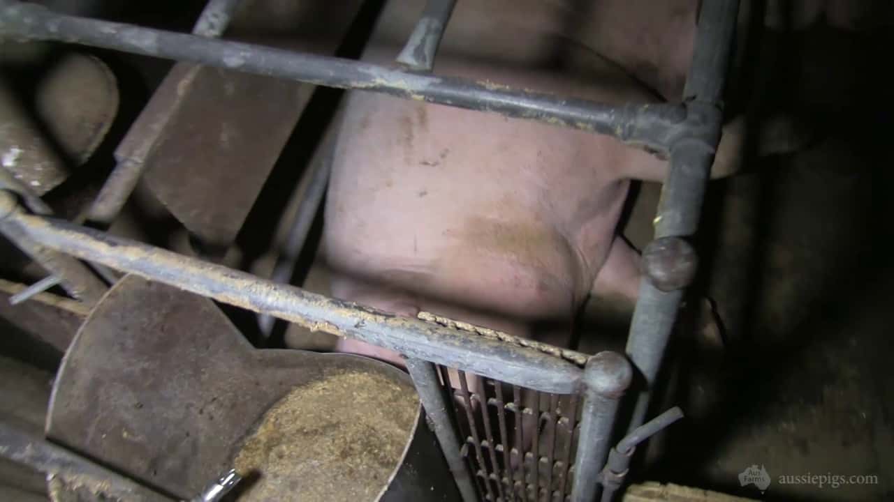 Aroora Piggery, near Tailem Bend SA, early 2014