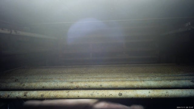 Hidden camera - Pig gas chamber (from top)