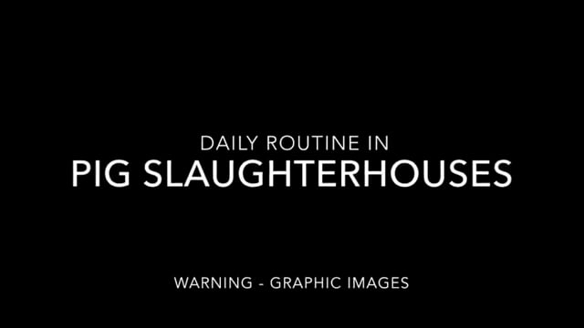 Gas Chambers for Pigs in Austria: The Nightmare Behind Pork and Bacon
