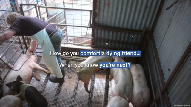 How would you comfort a dying friend?