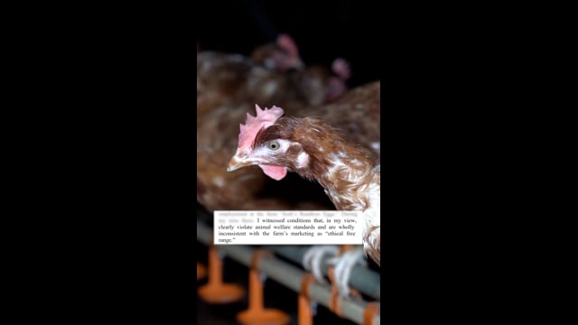 Whistleblower (Vertical) - Josh's Rainbow Eggs