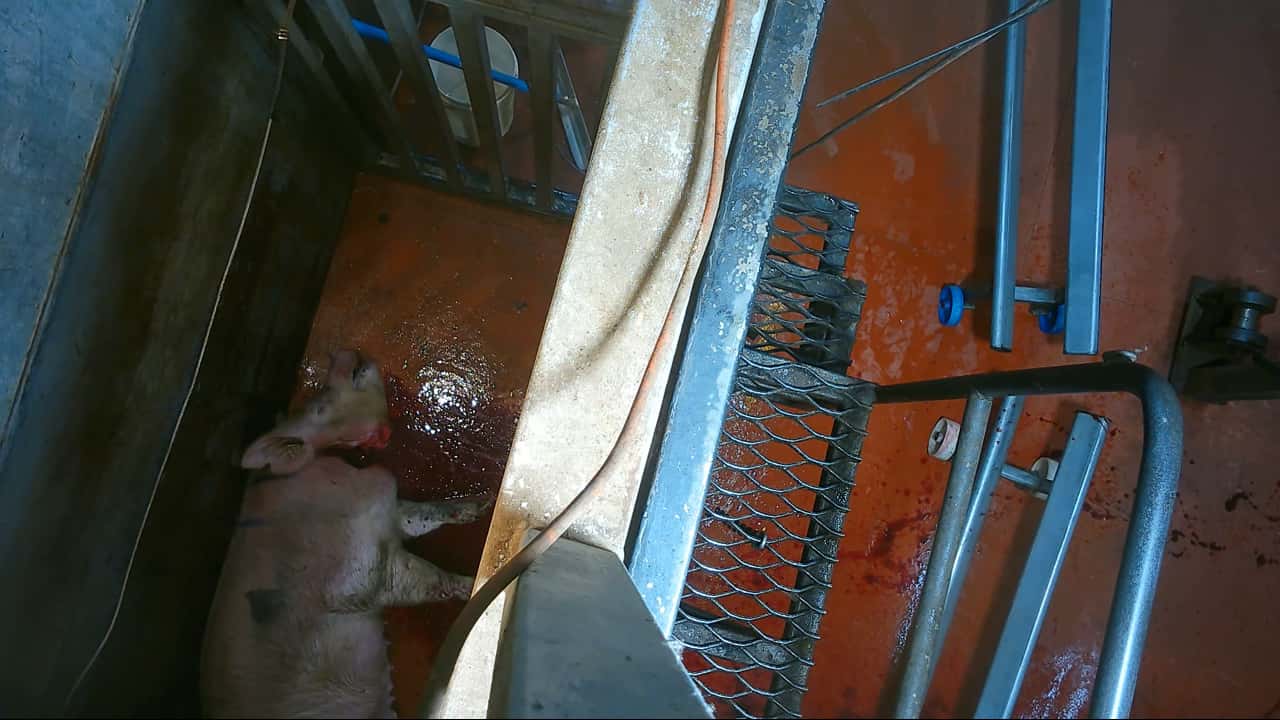 Cruelty complaint - incident examples (cows, buffalo, camels, large pigs)