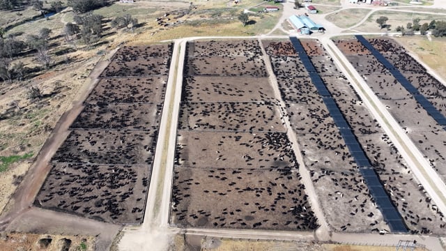 Myola Feedlot - North Star NSW