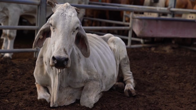 Dalrymple Saleyard