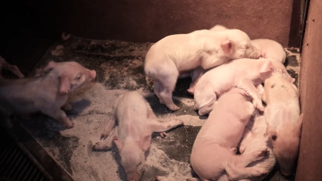 Piglets in farrowing crate