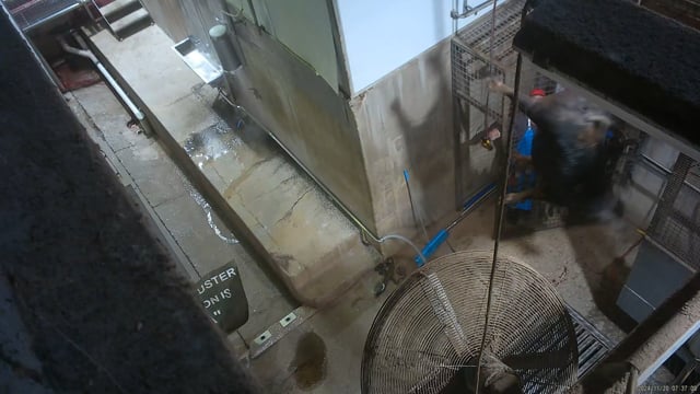 Hidden camera - Cattle/sow kill