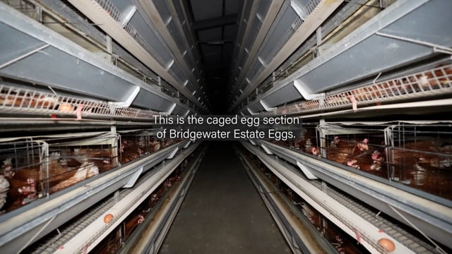 Bridgewater Estate Eggs - Campaign Video