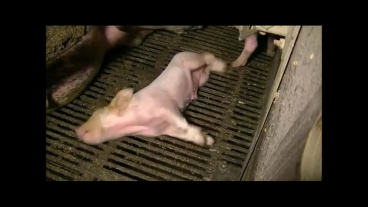 Girgarre Piggery 2015