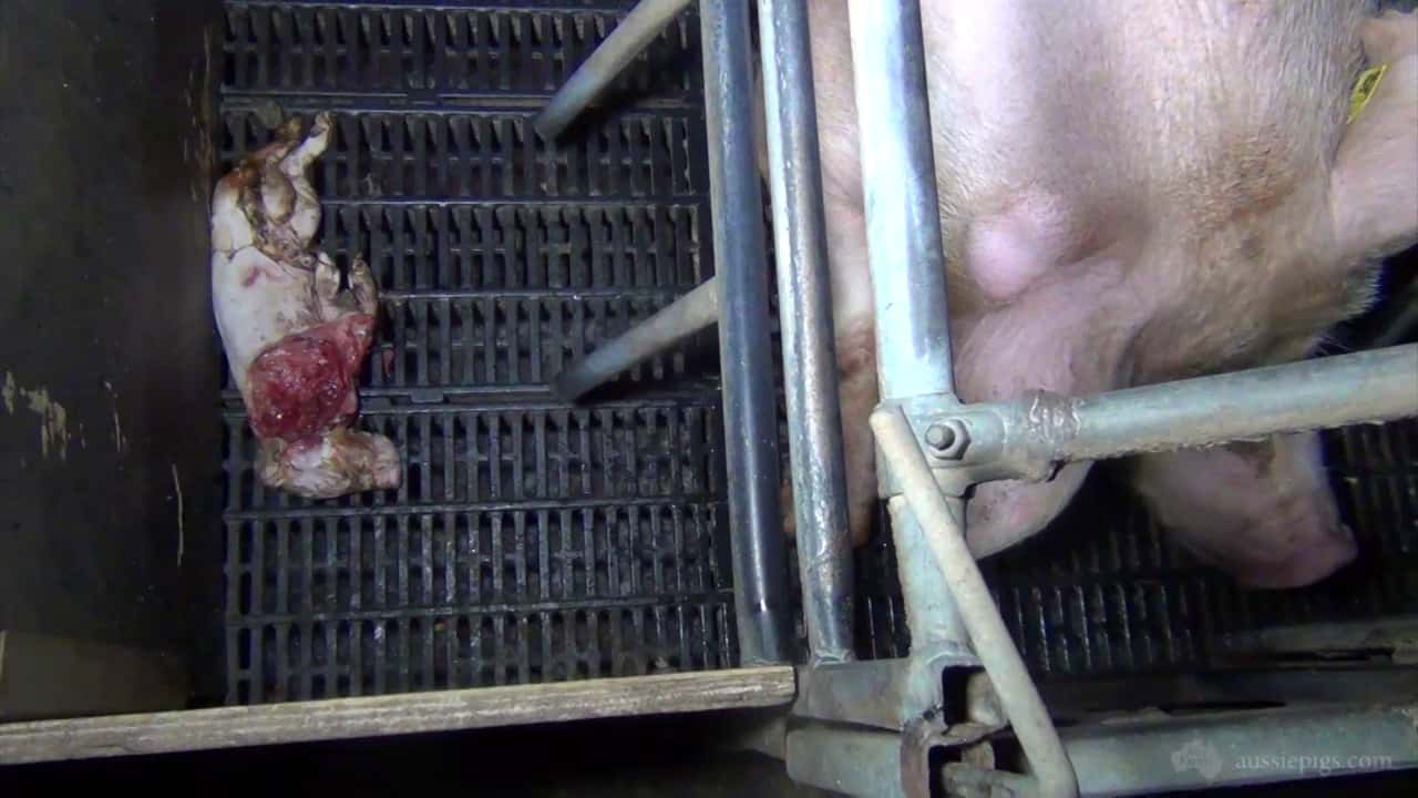 Brentwood Piggery, near Dalby QLD, 2013 - Australian pig farming