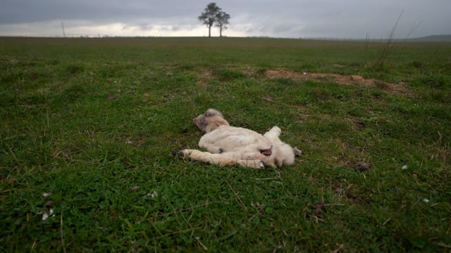 Winter lambing Tas 2023 (long edit)