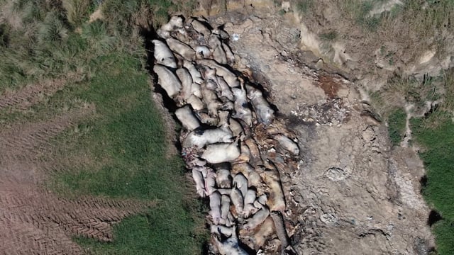 Exposed pit of dead pigs outside of Bellgrove Pork