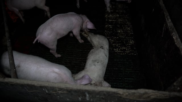Andgar Piggery Handheld Compilation - August 2025