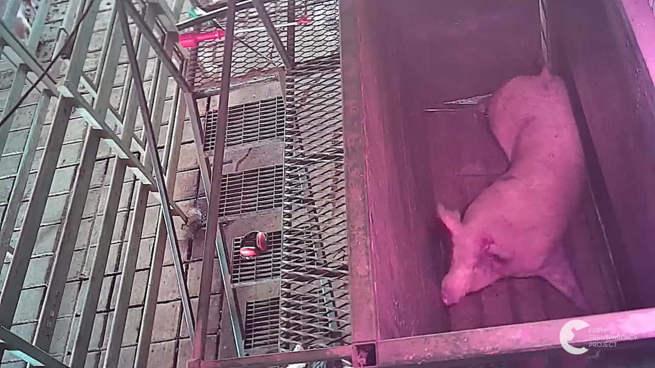 Pigs slaughtered at Kankool Pet Food