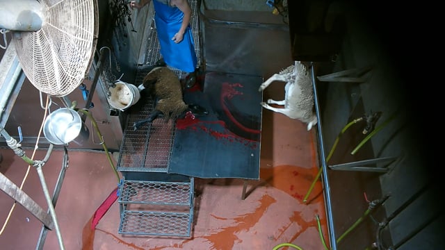 Hidden camera: kill platform (sheep, goats, pigs)