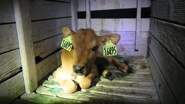 Curtimade Dairy sick calf wooden hutch