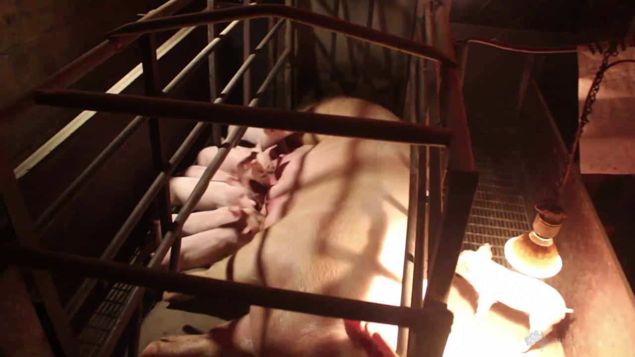 Berrybank Piggery, near Ballarat VIC, mid 2014