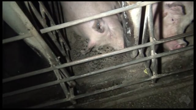 Allains Piggery NSW, May 2013 - farrowing crates and sow stalls