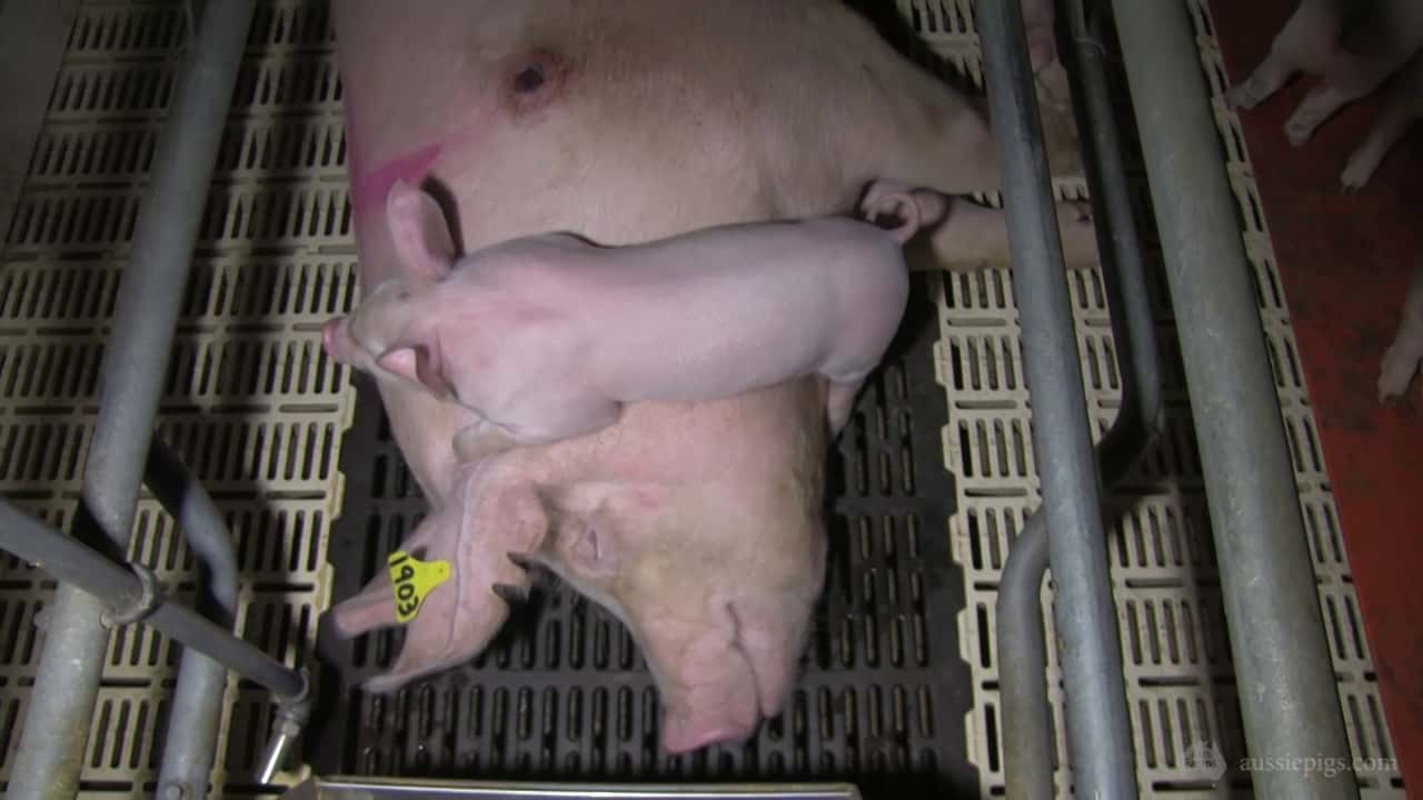 Roseworthy Piggery, Adelaide University's Roseworthy Campus SA, early 2014
