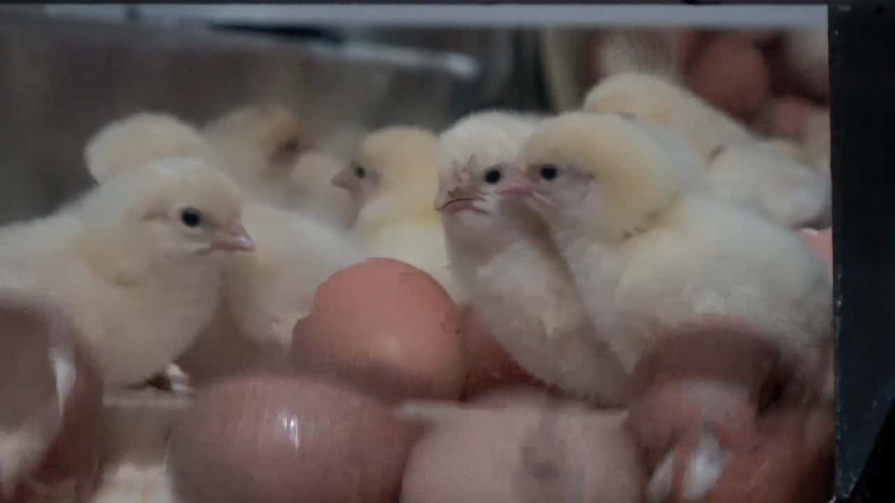 Eggs Exposed: Australian Hatcheries