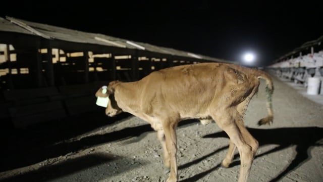 Curtimade dairy loose calf overview hutches