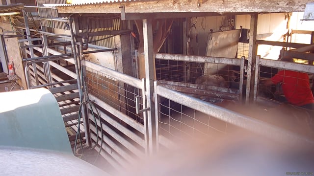 Crows Nest QLD - Cruelty &amp; concerns