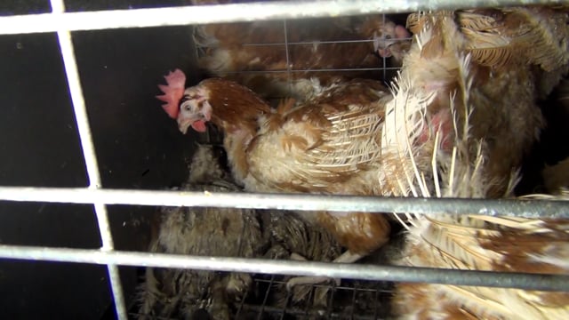 Dead layer hens in battery cages