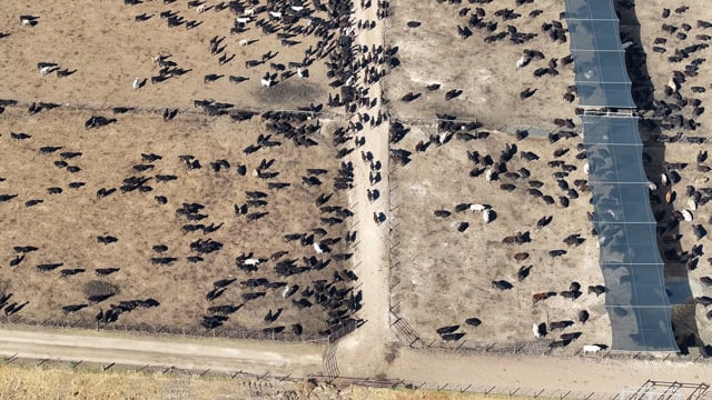 Gunnee Feedlot - Delungra NSW