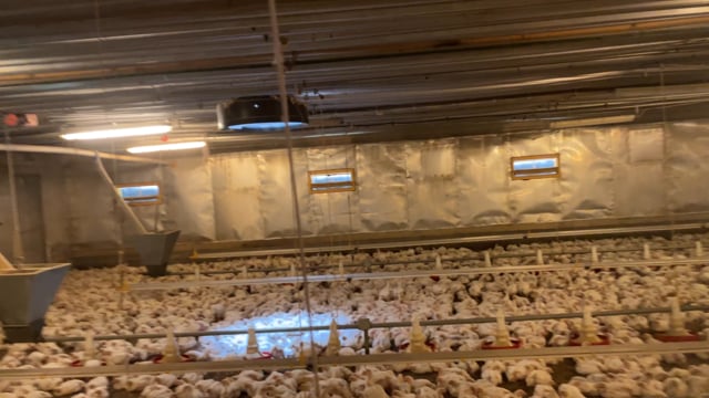 Broiler farm Biesenthal