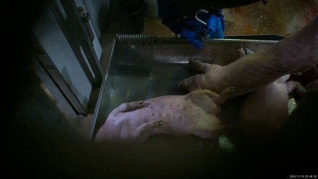 Hidden camera - Pig tipout