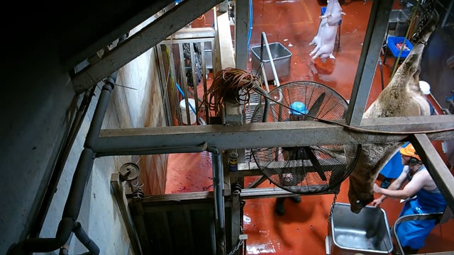 Hidden camera: knockbox wider (cows, camels, pigs)