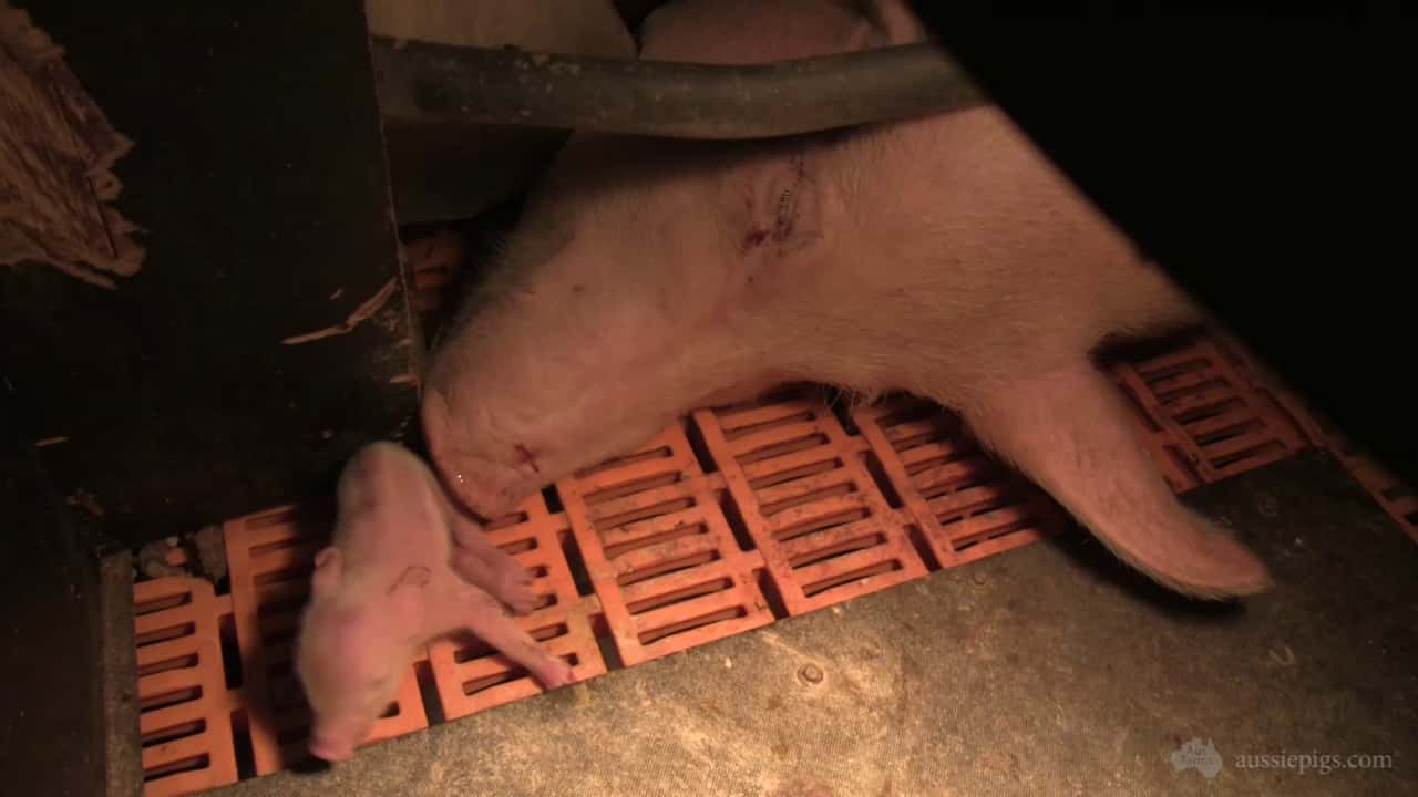 Wasleys Piggery, near Mallala SA, early 2014