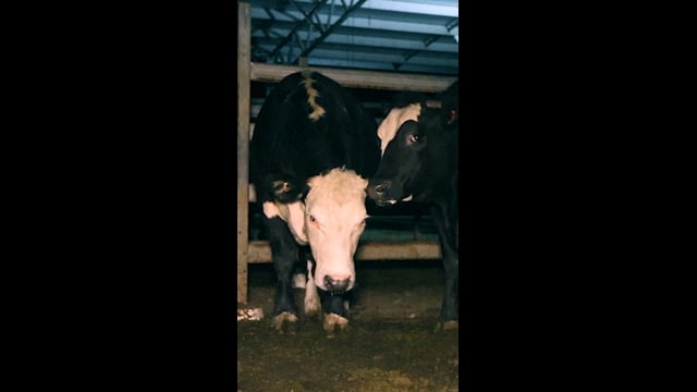 Millmerran Meats QLD 2024 (campaign video - Instagram version)