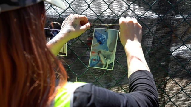 Memorial for the goats killed at the Game Meats Company slaughterhouse