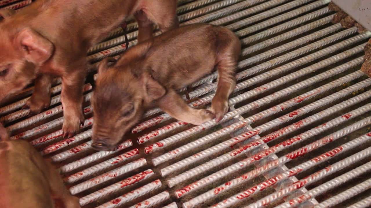 Farrowing Crates - Yelmah Piggery SA 2015-16